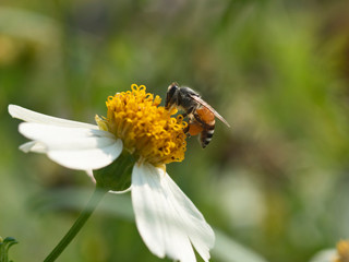 honey bee flying around flower to take weet for nest 