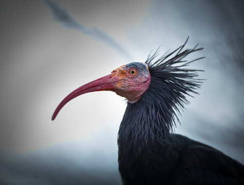 Northern Bald Ibis, Hermit Ibis, or Waldrapp (Geronticus eremita)