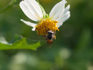honey bee flying around flower to take weet for nest 