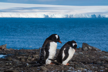 Obraz premium Gentoo Penguin, Antartica