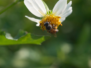 honey bee flying around flower to take weet for nest 
