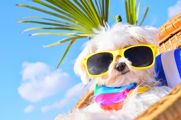 funny dog with sunglasses