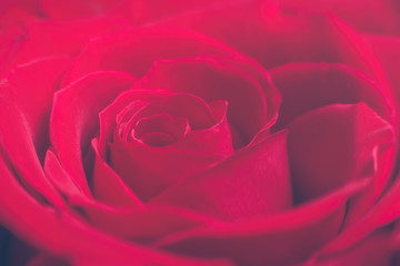 Close-up of red rose - sign of love