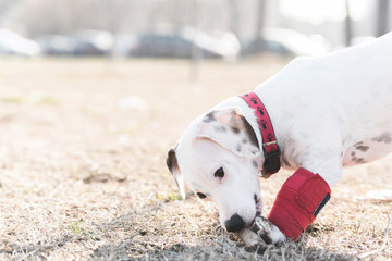 Dog has a problem with front legs