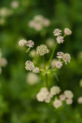 great masterwort astrantia major - beautiful white blooming flower