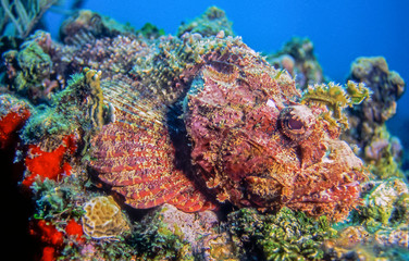 Naklejka na ściany i meble Stomefish on coral reef