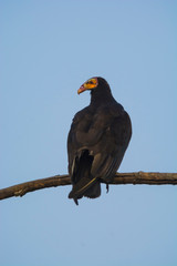 Lesser Yellow headed Vulture
