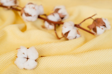 Delicate cotton flowers  textile clothes. Organic cotton clothing idea