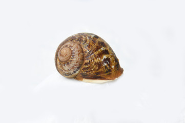 snail shell 