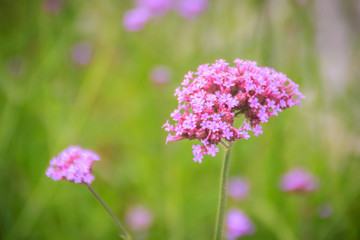 Beautiful purple flower of Verbena bonariensis, also know as purpletop vervain, clustertop vervain, Argentinian vervain, tall verbena or pretty verbena. Selective focus