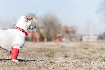Dog has a problem with front legs