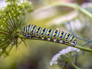 monarch butterfly, Danaus plexippus
