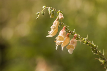 Digitale jaune (Digitalis lutea)