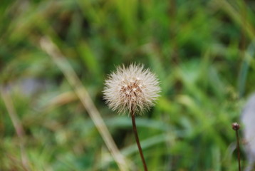 Beautiful dandelion