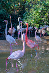 Group of flamingos in a pond