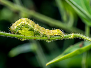 larvae of sawfly in garden