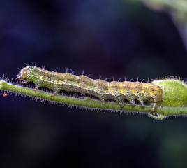 larvae of sawfly in garden