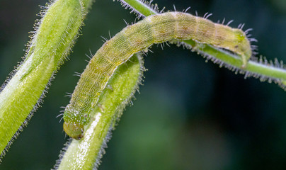 larvae of sawfly in garden
