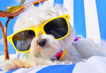 funny dog with sunglasses
