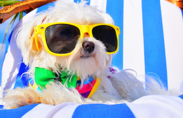 funny dog with sunglasses