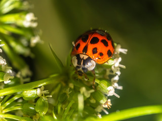 Coccinella magnifica , ladybird beetle.