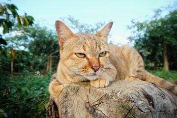 orange cat on timber with a blurred nature background