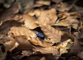 beetle