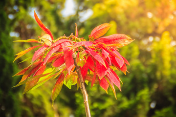 Beautiful red poinsettia flower (Euphorbia pulcherrima), also known as Christmas Star, a...