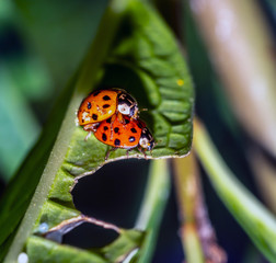Coccinella magnifica , ladybird beetle.