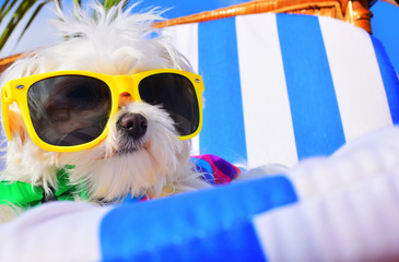 funny dog with sunglasses