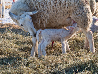 Ewe with newborn lamb