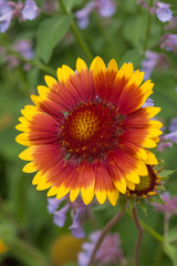 Gaillardia / Indian blanket red and yellow flower close-up