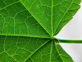 Green leaf in macro