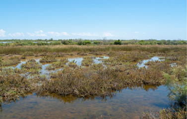 Camargue in France