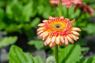 beautifful close up of Transvaal Daisy or Gerbera flower in the garden