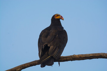 Lesser Yellow headed Vulture