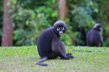 South Langur or Dusky leaf monkey are resident in Thailand (Trachypithecus obscurus)