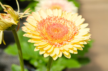 beautiful close up of Transvaal Daisy or Gerbera flower in the garden