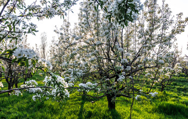 Blooming Apple orchard