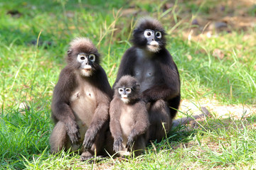 South Langur or Dusky leaf monkey are resident in Thailand (Trachypithecus obscurus)