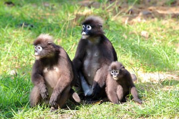 South Langur or Dusky leaf monkey are resident in Thailand (Trachypithecus obscurus)