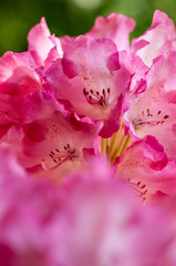 Blooming rhododendron