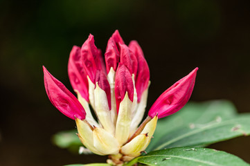 Blooming rhododendron with dark bacground