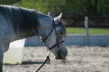 Portrait of the head of an Arab horse gray in buckwheat at endurance competitions. Stallion chews...