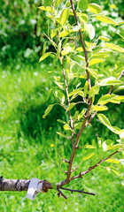 Fototapeta premium grafting a pear branch sun