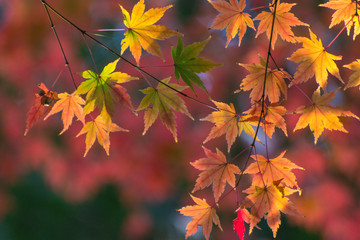 秋と日本庭園