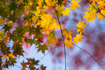 秋と日本庭園