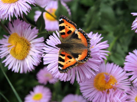 Colourful small tortoiseshell butterfly with speckled wings on liliac and yellow daisy flowers with green grass in the background