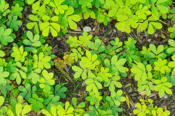 Foetid cassia, Sickle senna or Senna tora in garden