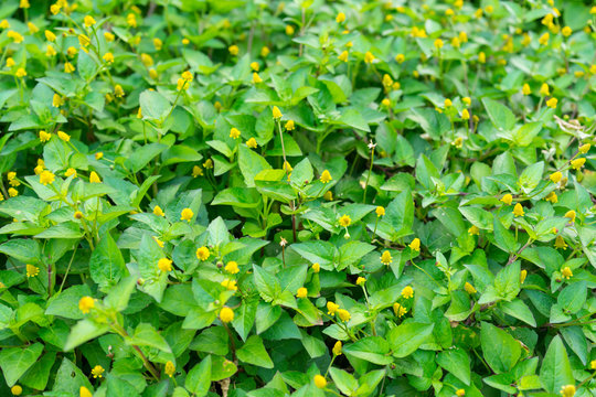 Twig of fresh flowering para cress plant